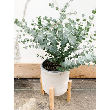 Eukaliptus niebieski szybko rosnące zimozielone drzewko