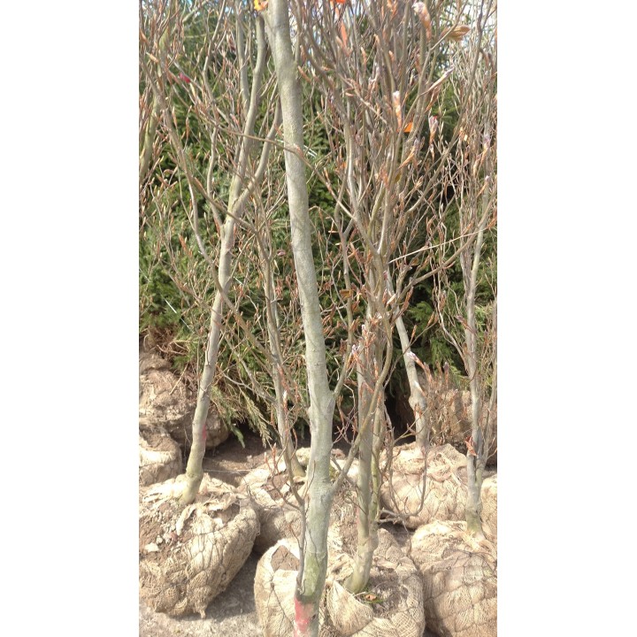 Buk zwyczajny duży Fagus sylvatica obwód pnia od 12-14cm drzewo alejowe