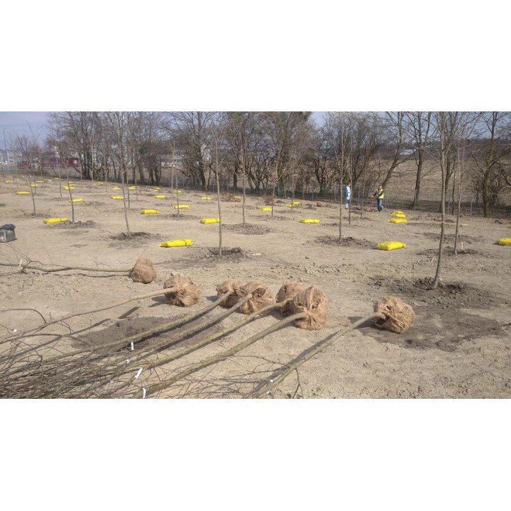 Buk zwyczajny duży Fagus sylvatica obwód pnia od 14-16 cm drzewo alejowe