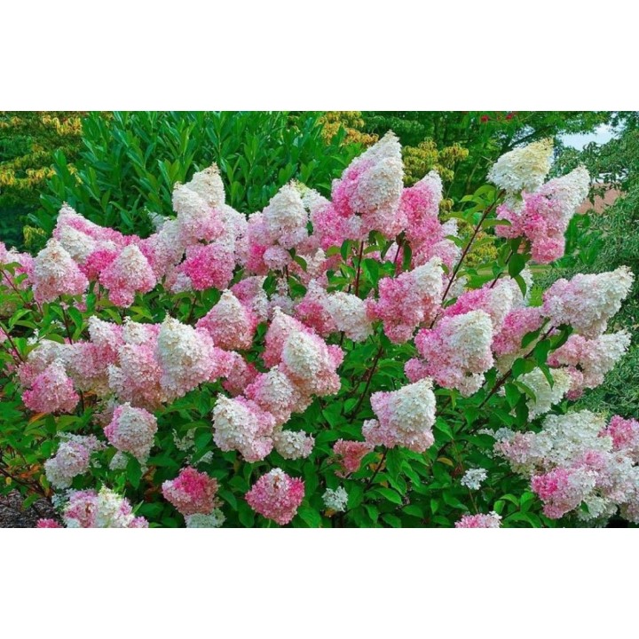 Hortensja Bukietowa VANILLA FRAISE DUŻA Sadzonka NOWOŚĆ!