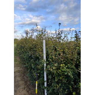 Buk zwyczajny duży Fagus sylvatica obwód pnia od 6-8 cm drzewa liściaste