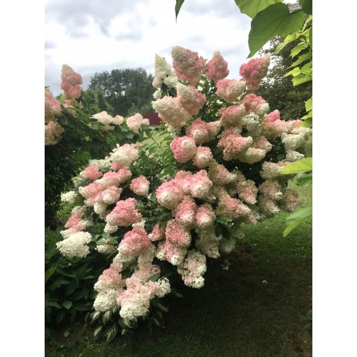 Hortensja Bukietowa VANILLA FRAISE DUŻA Sadzonka NOWOŚĆ!