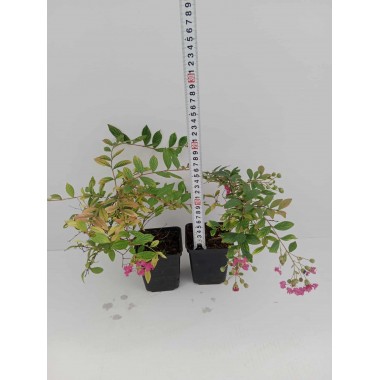 LAGERSTROEMIA INDYJSKA PŁOŻĄCA Strisciante Rossa