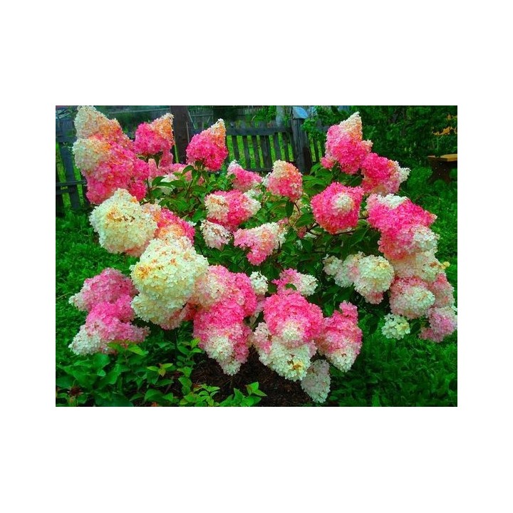 Hortensja Bukietowa VANILLA FRAISE DUŻA Sadzonka NOWOŚĆ!