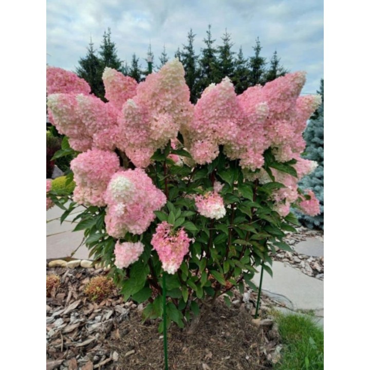 Hortensja Bukietowa VANILLA FRAISE DUŻA Sadzonka NOWOŚĆ!