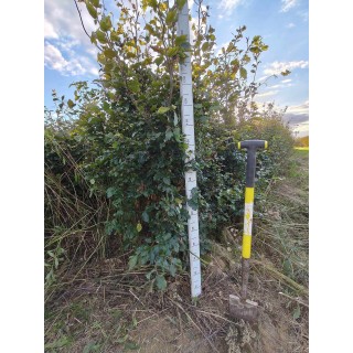 Buk zwyczajny duży Fagus sylvatica obwód pnia od 4-6 cm drzewo do ogrodu