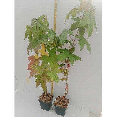 Ambrowiec amerykański sadzonka drzewo liście ozdobne...