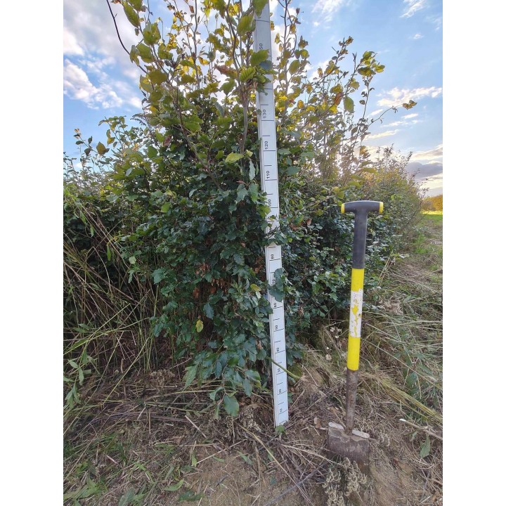 Buk zwyczajny duży Fagus sylvatica obwód pnia od 12-14cm drzewo alejowe
