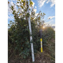 Buk zwyczajny duży Fagus sylvatica obwód pnia od 10-12 cm Piękny żywopłot