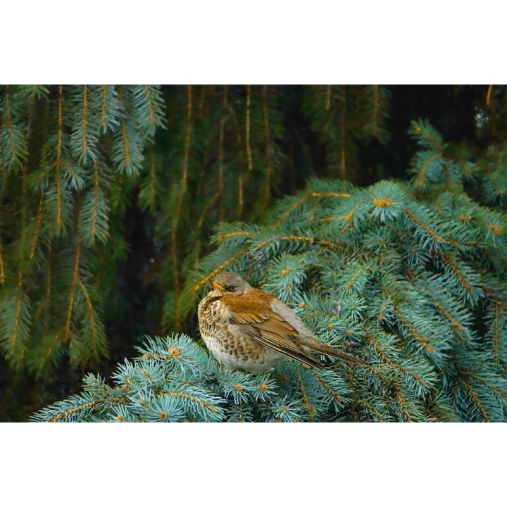 Świerk Srebrny SADZONKI ŻYWA CHOINKA 100-120 cm