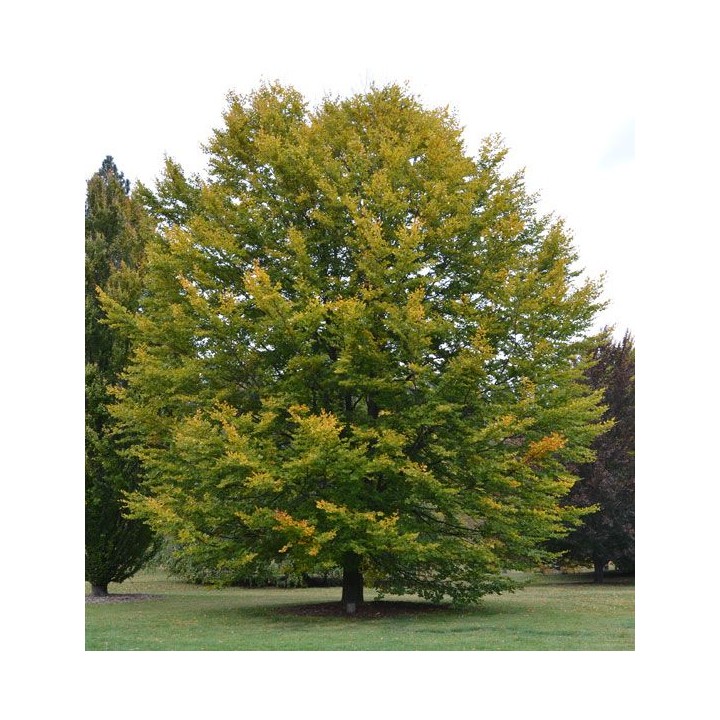 Buk zwyczajny duży Fagus sylvatica obwód pnia od 14-16 cm drzewo alejowe