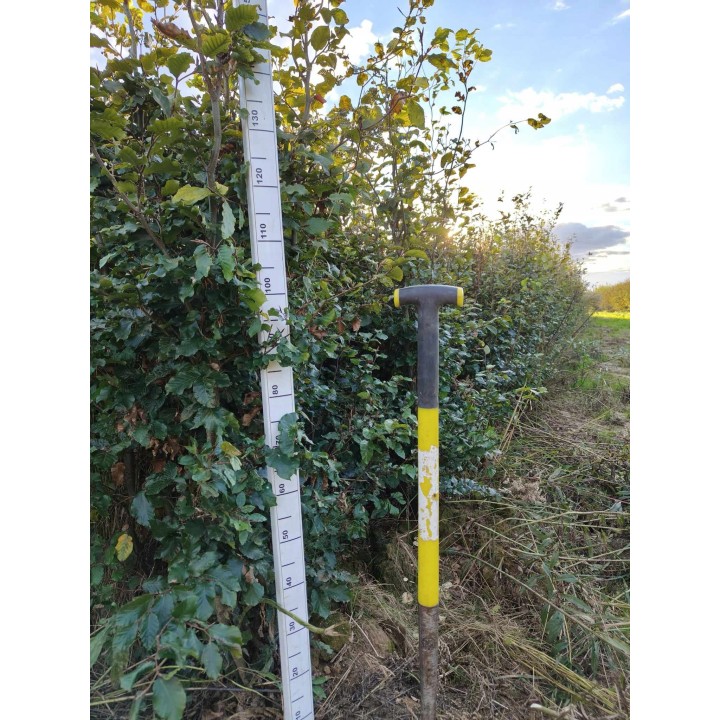 Buk zwyczajny duży Fagus sylvatica obwód pnia od 6-8 cm drzewa liściaste