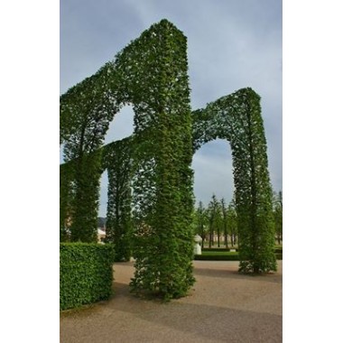 Grab zwyczajny Carpinus betulus sadzonki na żywopłot...