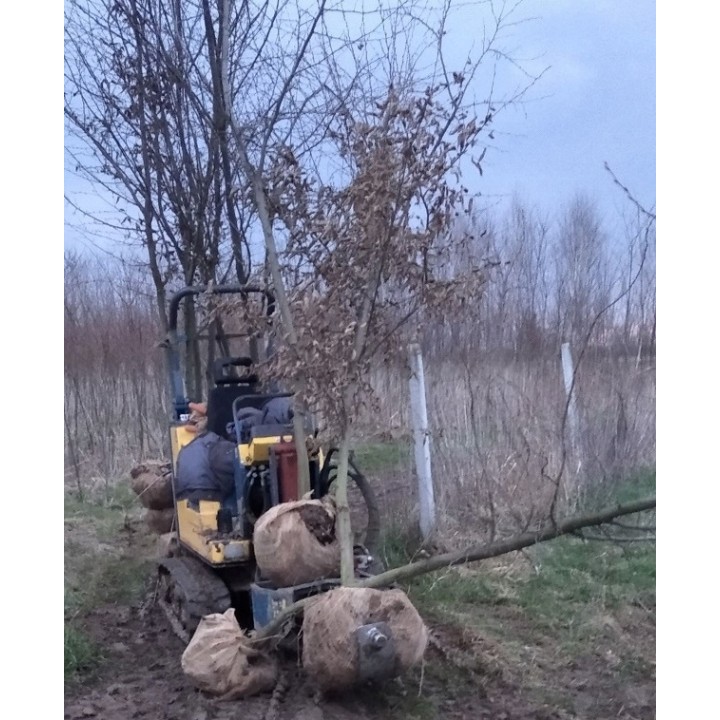 Buk zwyczajny duży Fagus sylvatica obwód pnia od 14-16 cm drzewo alejowe