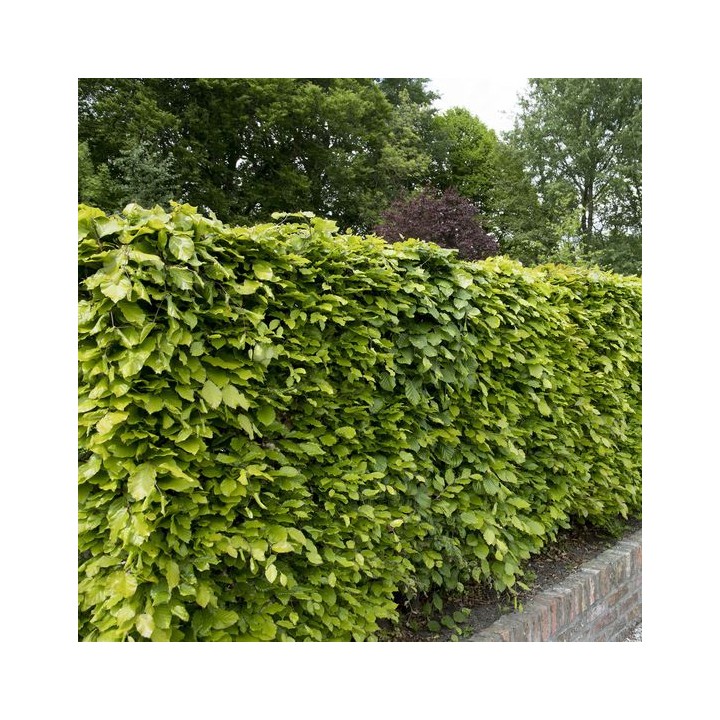 Buk zwyczajny duży Fagus sylvatica obwód pnia od 12-14cm drzewo alejowe