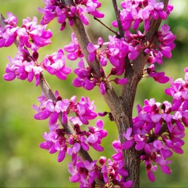 Judaszowiec Kanadyjski - Cercis canadensis 1 letni