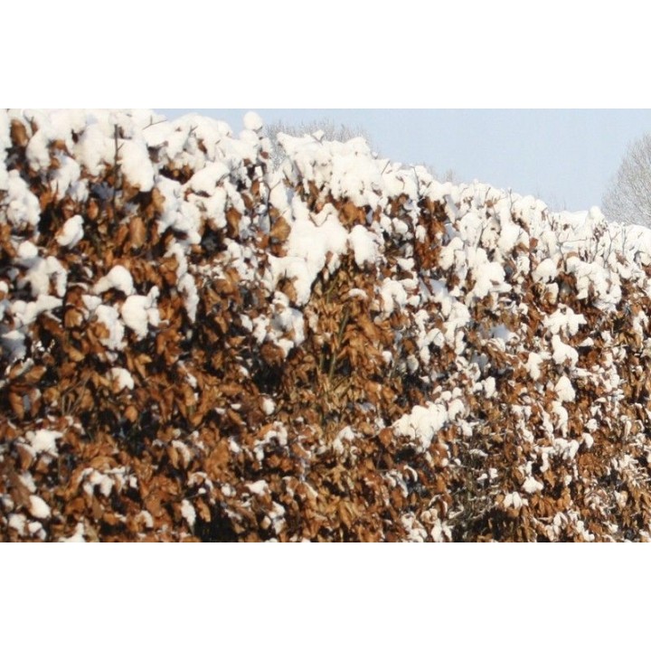 Buk zwyczajny duży Fagus sylvatica obwód pnia od 14-16 cm drzewo alejowe