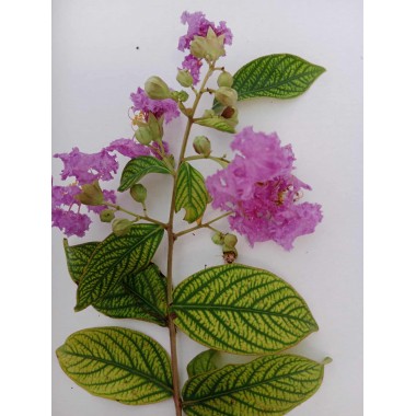 Lagerstroemia indyjska kwitnie 120 dni płożąca 10-30 cm