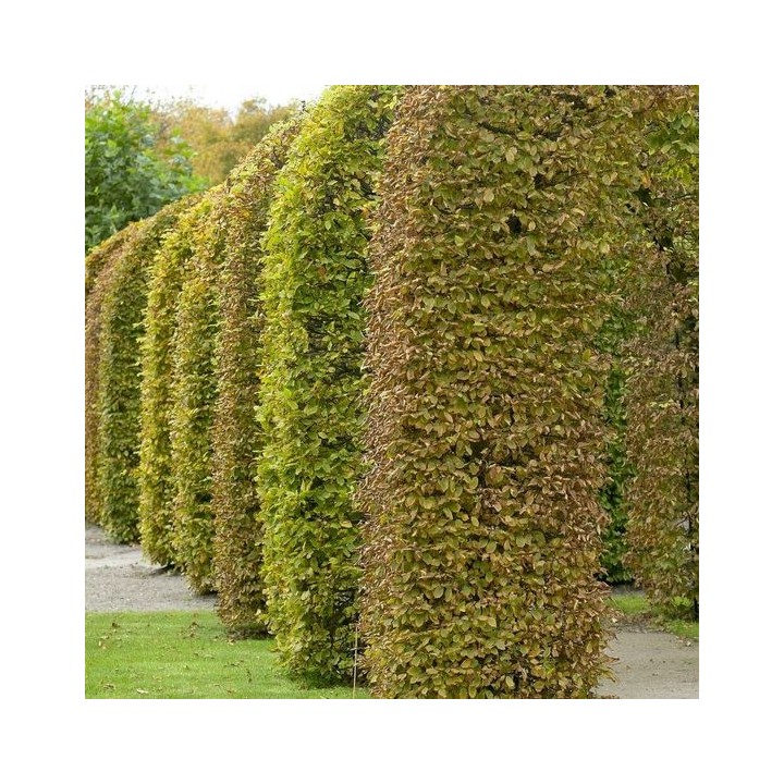 Buk zwyczajny duży Fagus sylvatica obwód pnia od 4-6 cm drzewo do ogrodu