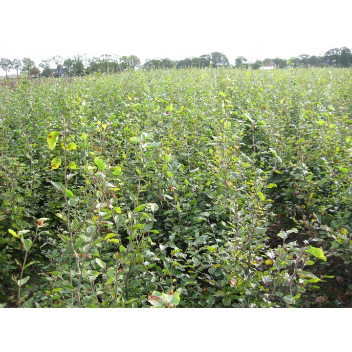 Buk zwyczajny duży Fagus sylvatica obwód pnia od 14-16 cm drzewo alejowe