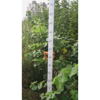 Lipa drobnolistna miododajna zdrowa sadzonki 120-150 cm