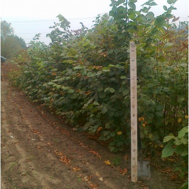 Lipa drobnolistna miododajna zdrowa sadzonki 150-200 cm