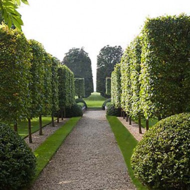 Lipa drobnolistna miododajna zdrowa sadzonki ob....