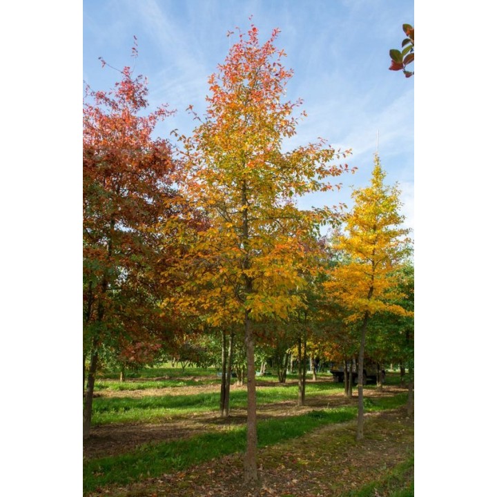 Buk zwyczajny duży Fagus sylvatica obwód pnia od 4-6 cm drzewo do ogrodu