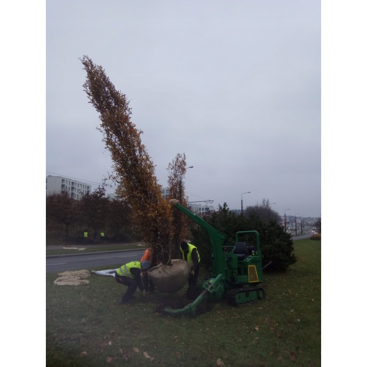 Buk zwyczajny duży Fagus sylvatica obwód pnia od 10-12 cm Piękny żywopłot