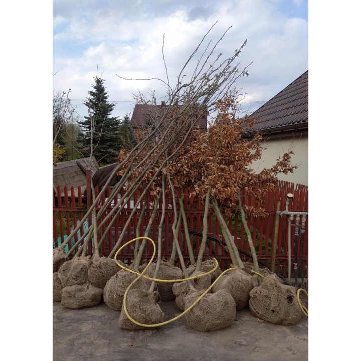 Buk zwyczajny duży Fagus sylvatica obwód pnia od 6-8 cm drzewa liściaste