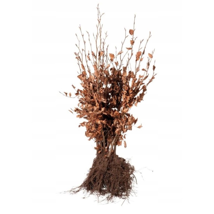 Buk zwyczajny duży Fagus sylvatica obwód pnia od 10-12 cm Piękny żywopłot