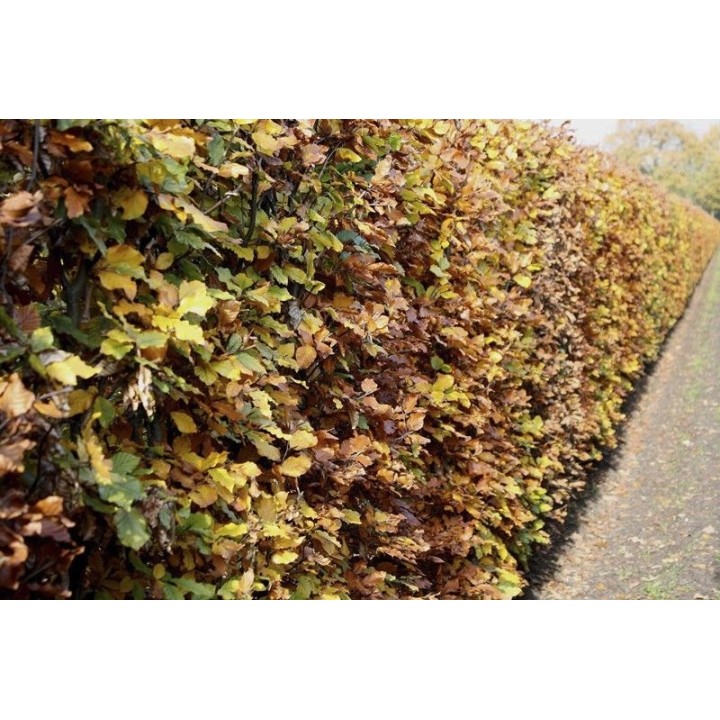 Buk zwyczajny duży Fagus sylvatica obwód pnia od 8-10 cm Piękny żywopłot