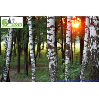 Brzoza brodawkowata Betula pendula 200–300 cm | Sadzonki z gołym korzeniem 4–6 cm