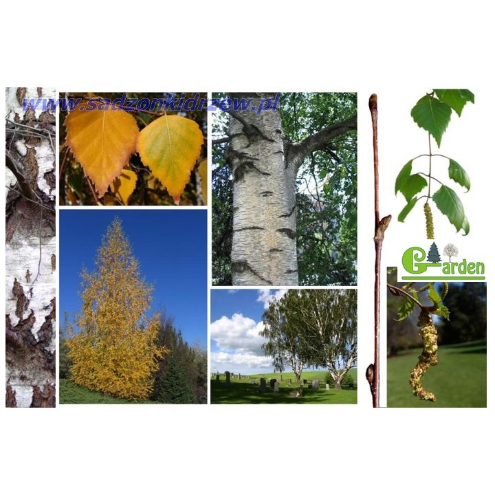 Brzoza brodawkowata Betula pendula 200–300 cm | Sadzonki z gołym korzeniem 4–6 cm