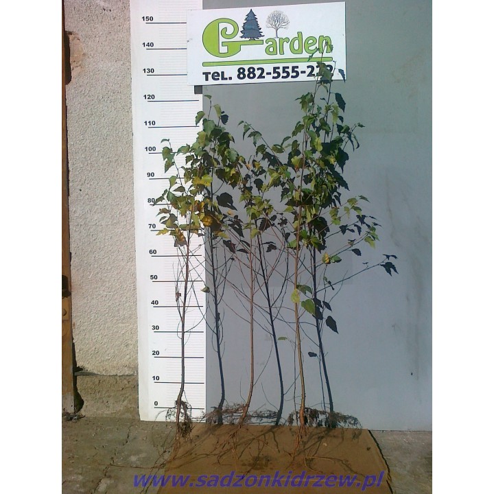 Brzoza brodawkowata Betula pendula 200–300 cm | Sadzonki z gołym korzeniem 4–6 cm