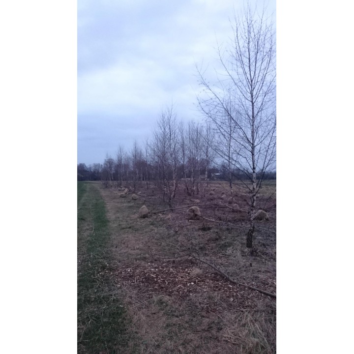 Brzoza brodawkowata Betula pendula 200–300 cm | Sadzonki z gołym korzeniem 4–6 cm