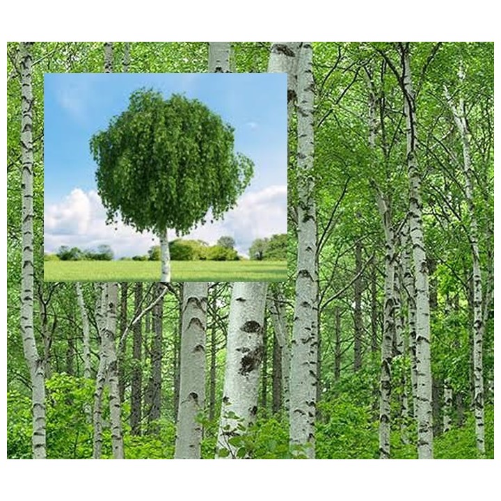 Brzoza brodawkowata Betula pendula 200–300 cm | Sadzonki z gołym korzeniem 4–6 cm