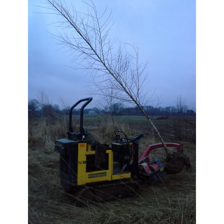 Brzoza brodawkowata Betula pendula 200–300 cm | Sadzonki z gołym korzeniem 4–6 cm