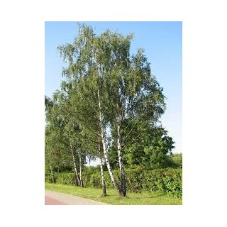 Brzoza brodawkowata Betula pendula – ok. pień 10–12 cm, sadzonka 200+ cm, odbiór osobisty