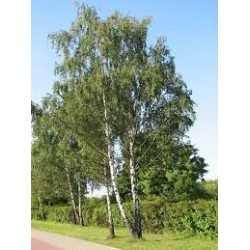 Brzoza brodawkowata (Betula pendula) obwód 10-12 cm, wys. 200-300 cm bryła