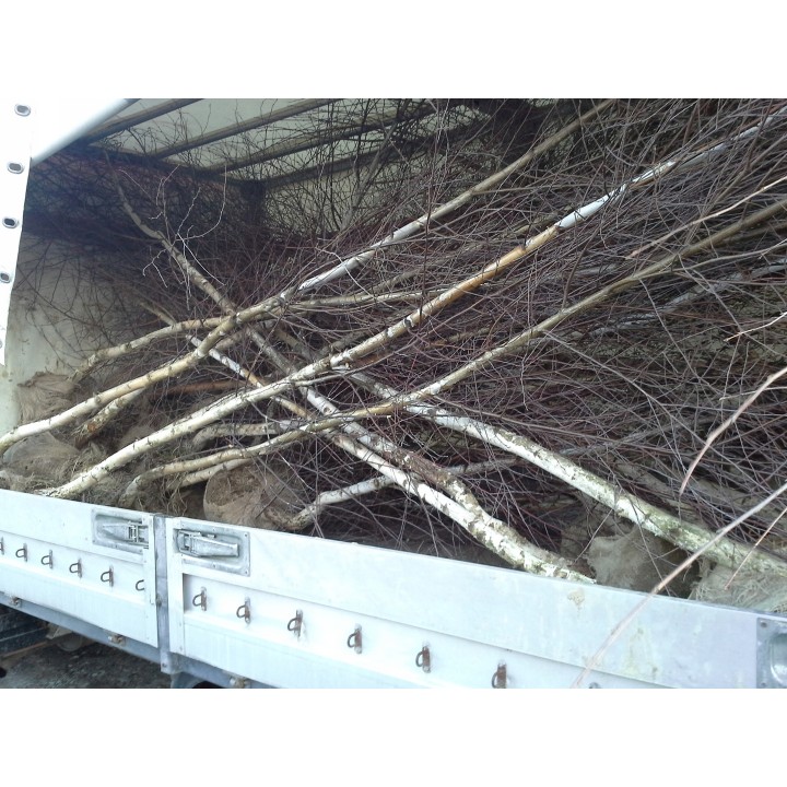 Brzoza brodawkowata Betula pendula 200–300 cm | Sadzonki z gołym korzeniem 4–6 cm