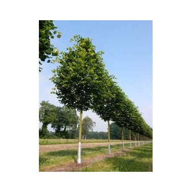 Lipa szerokolistna miododajna mrozoodporna duża