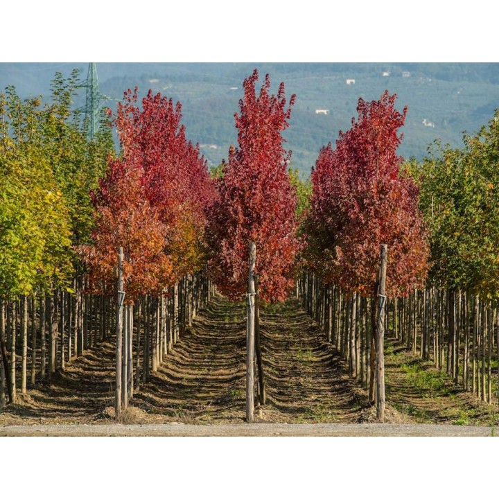 Brzoza brodawkowata Betula pendula – ok. pień 10–12 cm, sadzonka 200+ cm, odbiór osobisty