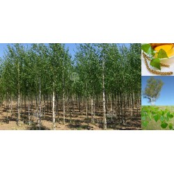 Brzoza brodawkowata (Betula pendula) obwód 8-10 cm, wys. 200-300 cm bryła