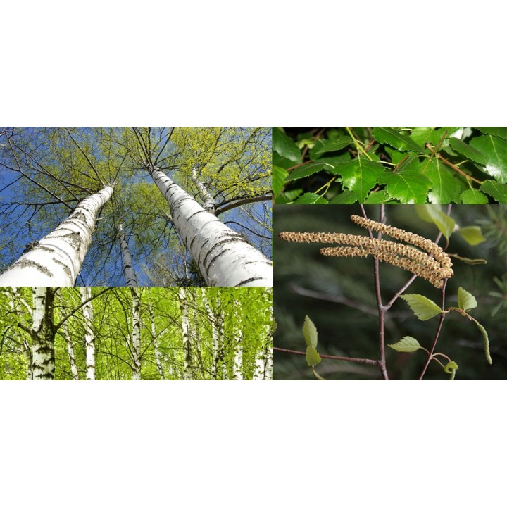 Okazała Brzoza Brodawkowata (Betula pendula) sadzonka 8–10 cm obwód, wys. 200+ cm – odbiór osobisty
