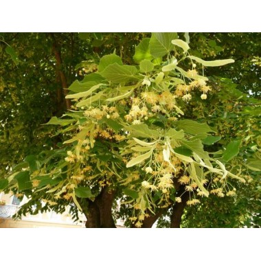 Lipa szerokolistna miododajna mrozoodporna obwód...