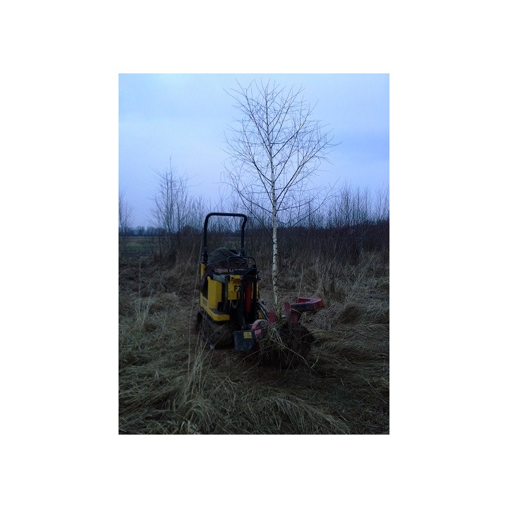Brzoza brodawkowata Betula pendula – ok. pień 10–12 cm, sadzonka 200+ cm, odbiór osobisty