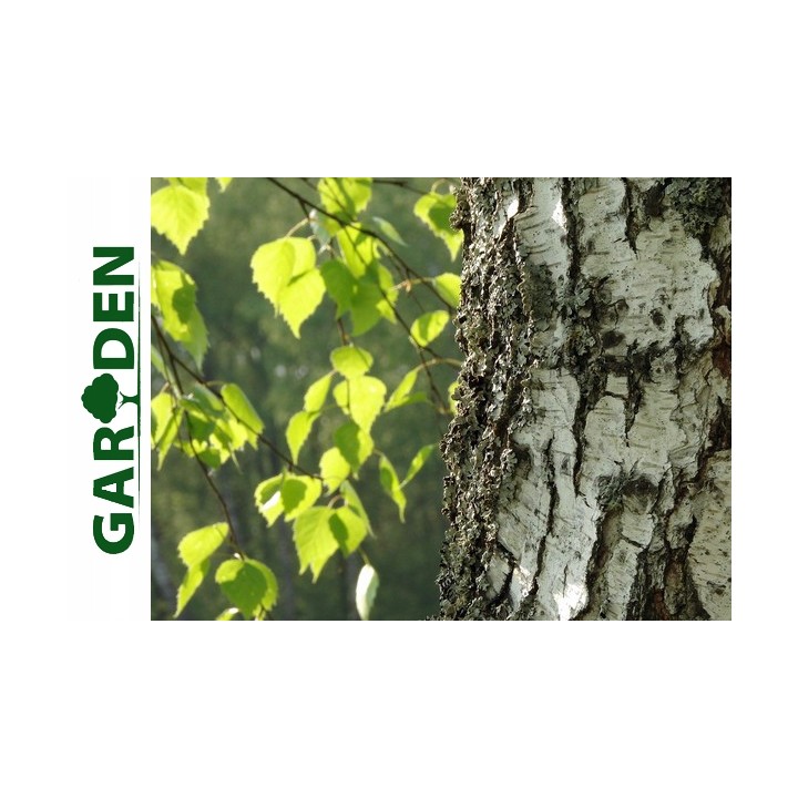 Okazała Brzoza Brodawkowata (Betula pendula) sadzonka 8–10 cm obwód, wys. 200+ cm – odbiór osobisty