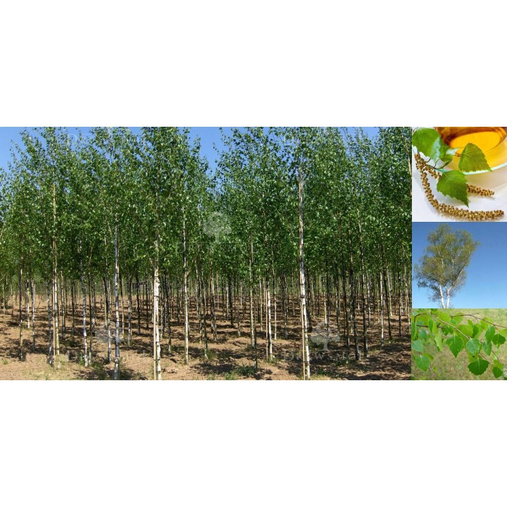 Brzoza brodawkowata Betula pendula – sadzonka 6–8 cm obwodu, wys. 200–300 cm, odbiór osobisty