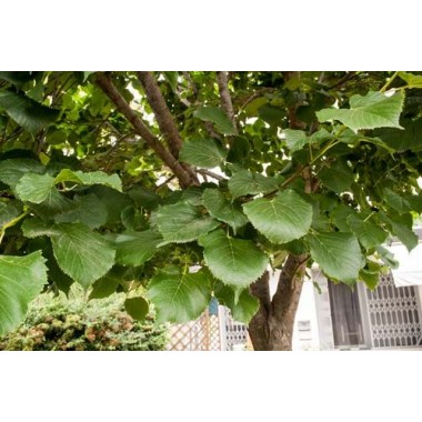 Lipa szerokolistna miododajna mrozoodporna obwód...